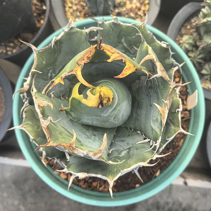 Agave Titanota White Whale