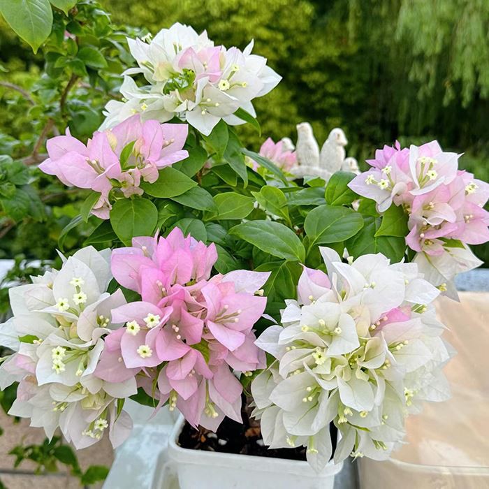 Bougainvillea Peruviana 'Ekor Musang White'