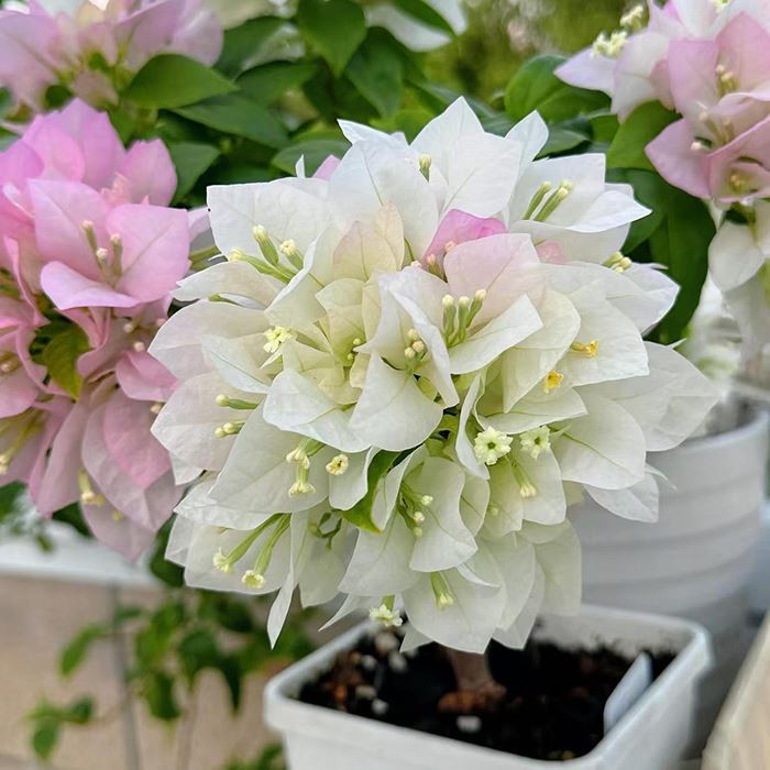 Bougainvillea Peruviana 'Ekor Musang White'