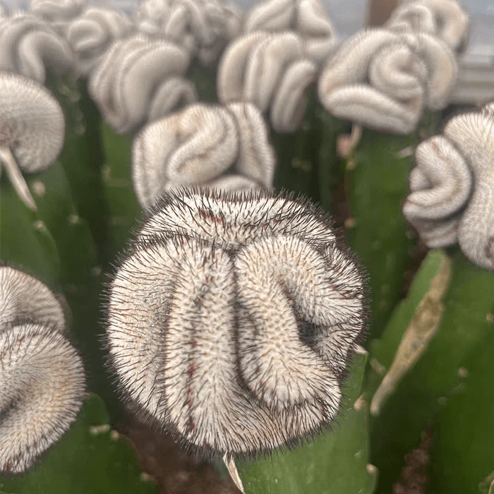 Mammillaria Perezdelarosae V. Andersoniana F. Cristata