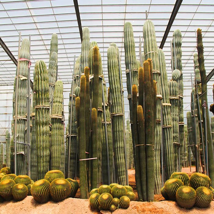 Mexican Cardon Cactus