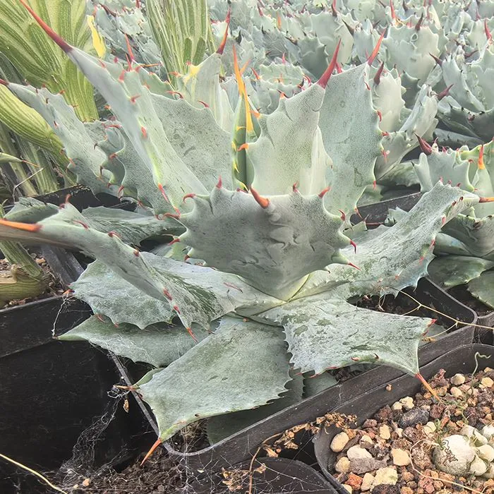 Agave Potatorum Verschaffeltii