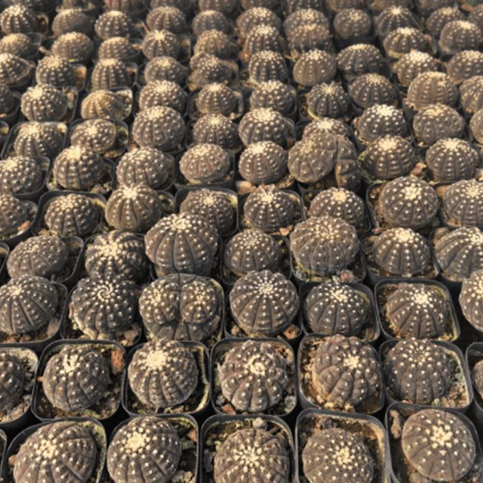 Gymnocalycium Ragonesei