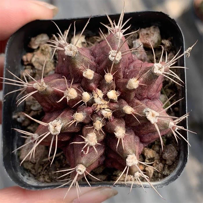 Gymnocalycium T-Lux
