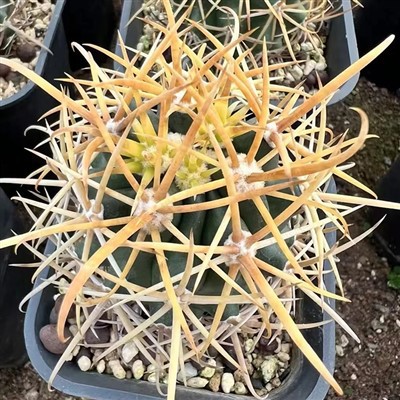 Franocactus Chrysacanthus
