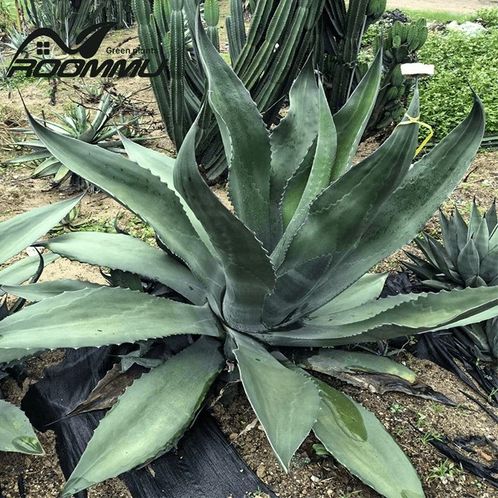 agave sisalana plant