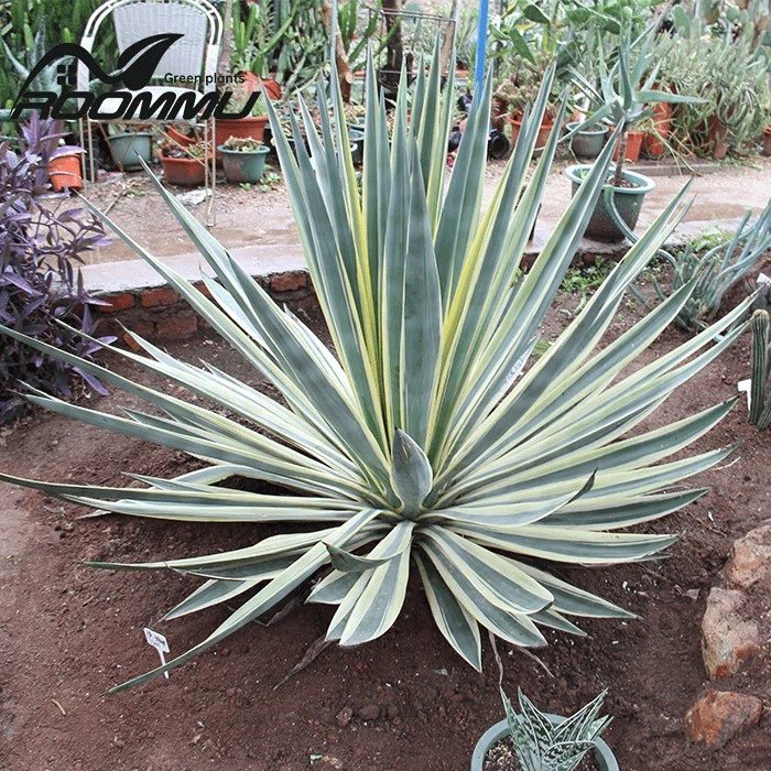 agave for sale