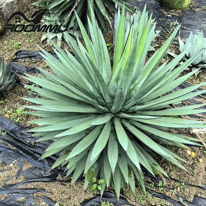 Agave Sisalana 'Sisal' Bitkisi