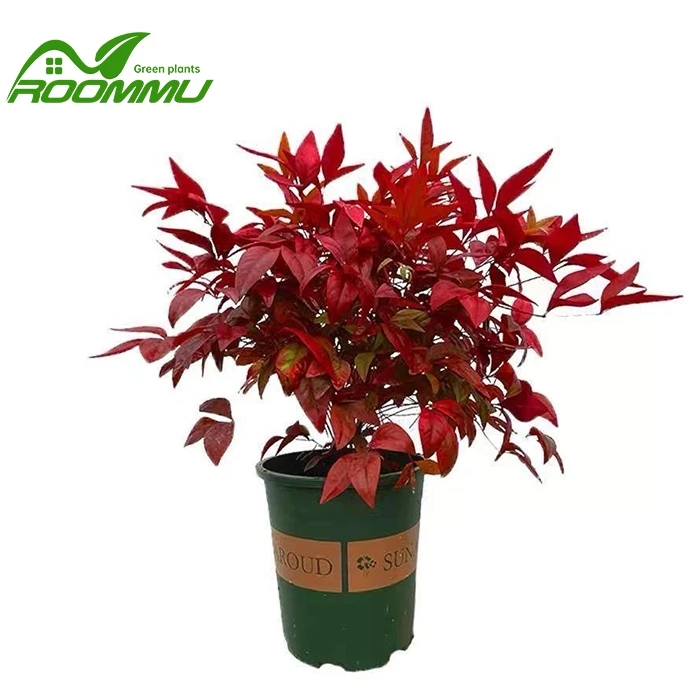 Fire Nandina Plant