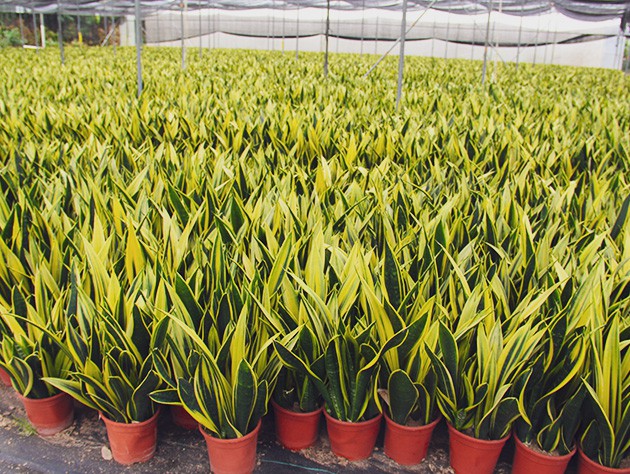 Foliage Plant