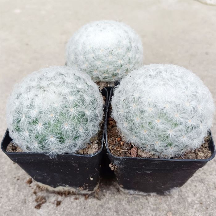 Kaktüs Mammillaria Plumosa