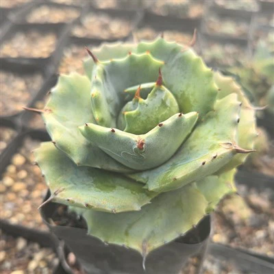 Agave Potatorum Shoji Raijin