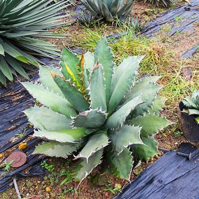Agave Titanota Beyaz Buz