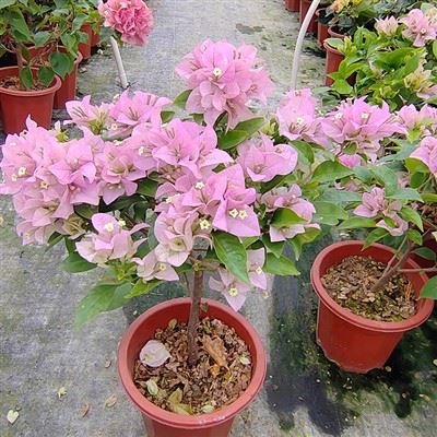 Begonvil 'Cypheri'