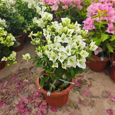 Begonvil Pamuk Prenses