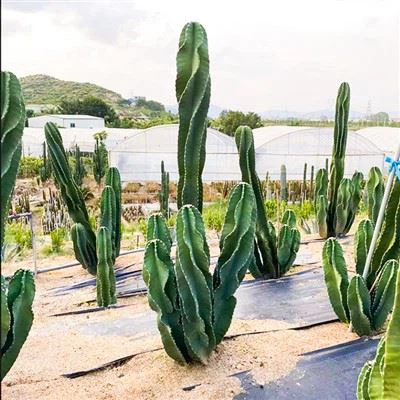 Cereus Repandus Peru Elma Kaktüsü