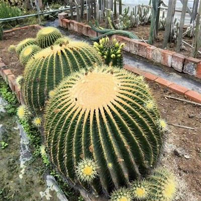 Büyük Altın Fıçı Kaktüs