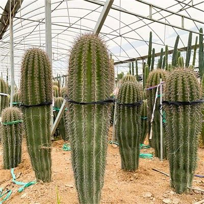 Büyük Saguaro Kaktüsü