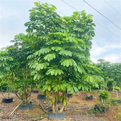 Schefflera Actinophylla Ağacı