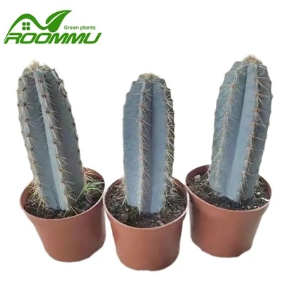 Kaktüs 'Pilosocereus Azureus' Bitkisi