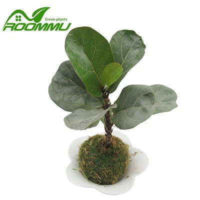 Canlı Keman Yaprağı İncir Ağacı