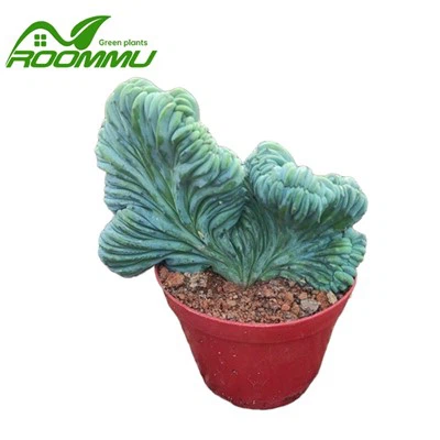 Bir kaktüsün şekli onun tozlaşmasını etkileyebilir mi?